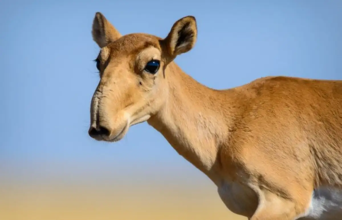 В Казахстане предлагают мораторий на отстрел сайгаков