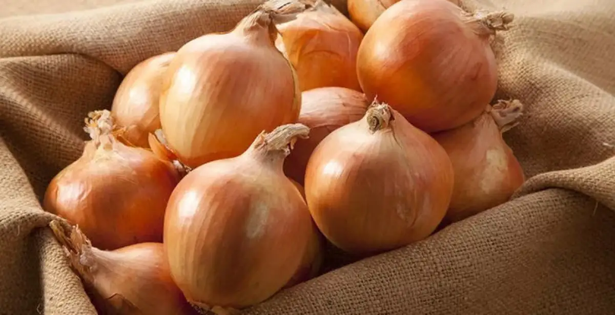 В Казахстане нет запрет на вывоз лука - Минторговли