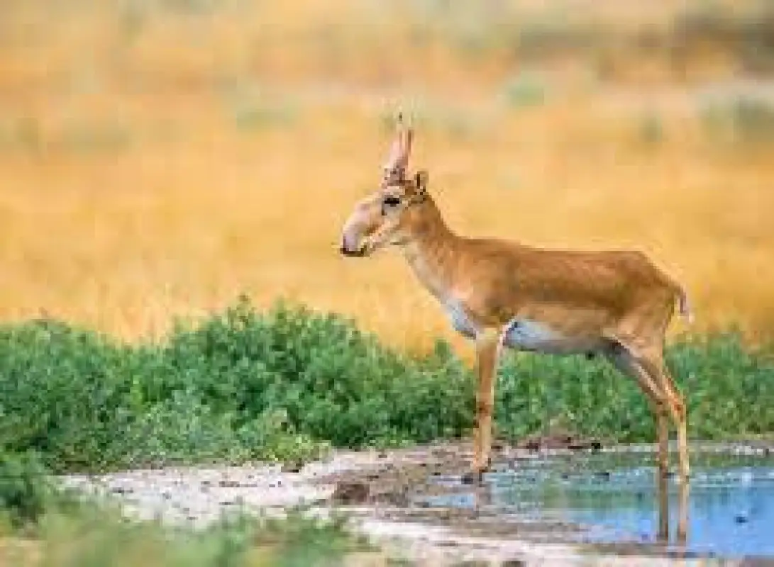 «Популяция сайги не может все время расти» - Брекешев