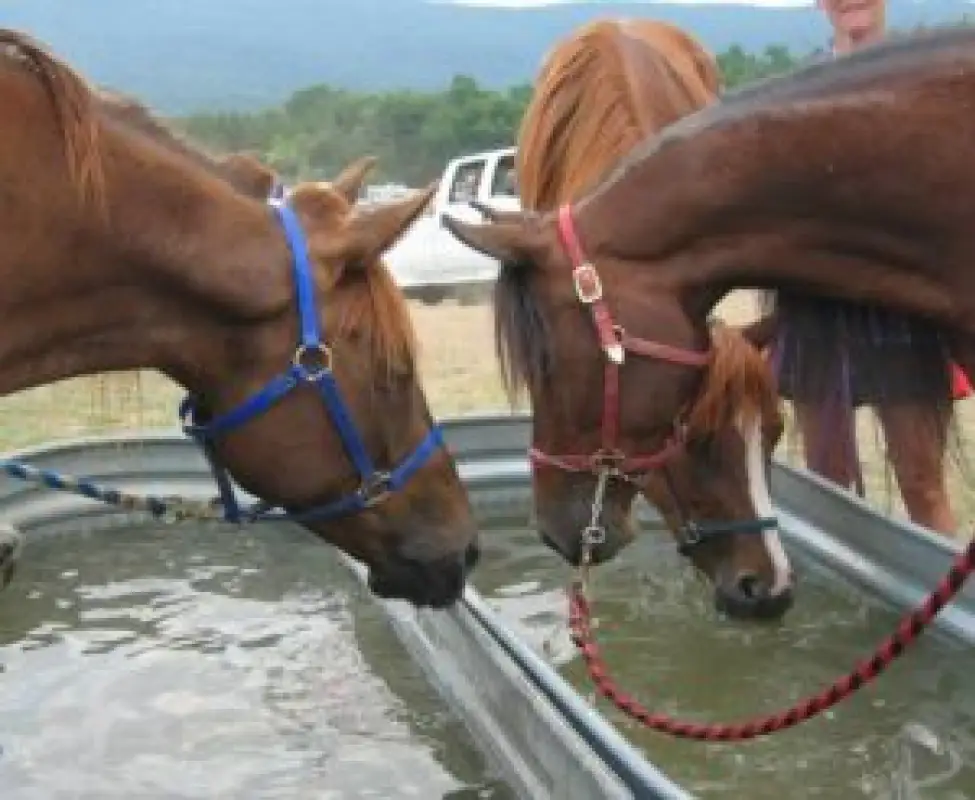 Аким Ногаев 4 часа совещался с фермерами по поводу дефицита кормов
