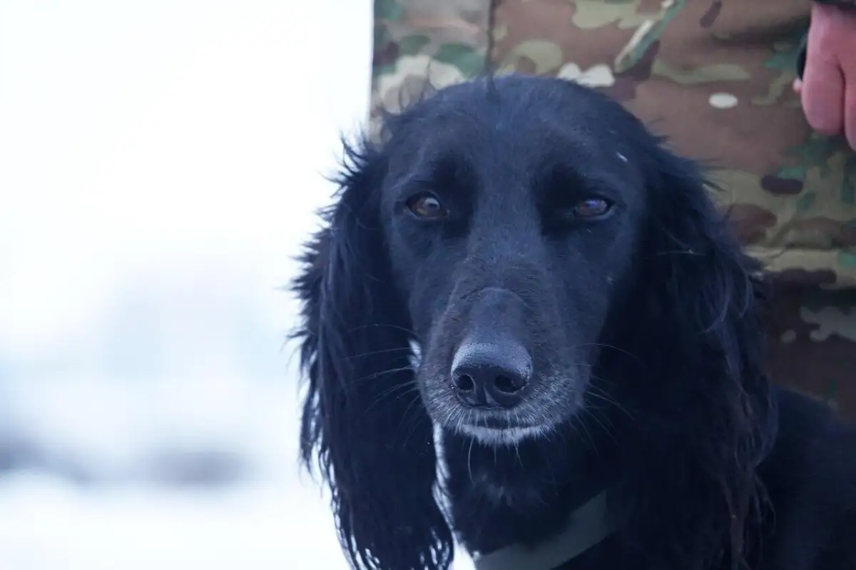 В Акмолинской области военный пёс «Айқас» участвует в патрулировании и подпевает Гимну Казахстана