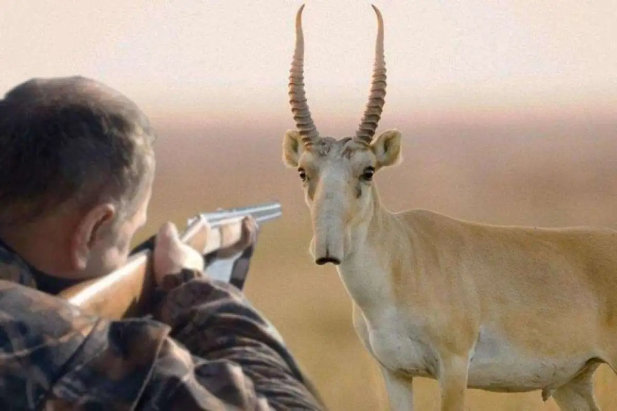 Министр экологии Брекешев ответил, сколько сайгаков отстреляют в Казахстане