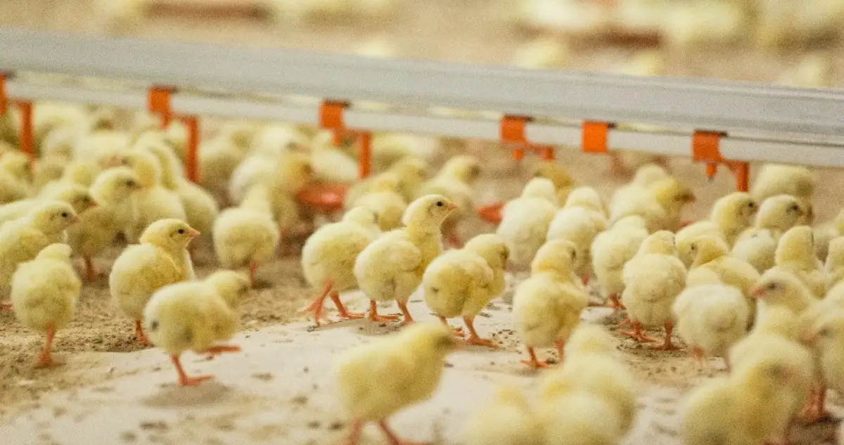 Владельцам птицефабрик и личных хозяйств выплатили компенсации 3 млрд тенге – министр