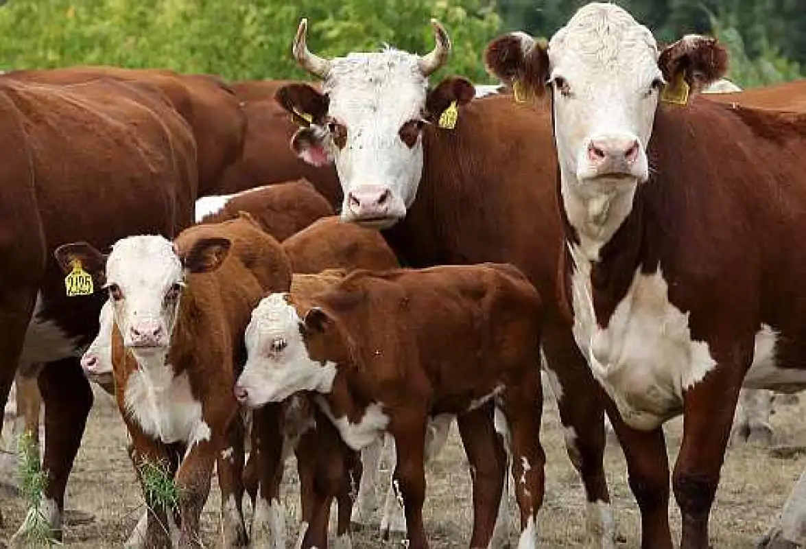 Актюбинская область первой в Казахстане начала выдачу товарных кредитов  сельчанам – Тугжанов