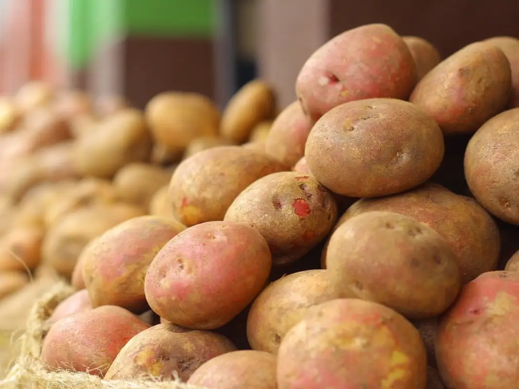 "Узбекистан и Россия могут  закупить у Казахстана картофель" - Карашукеев