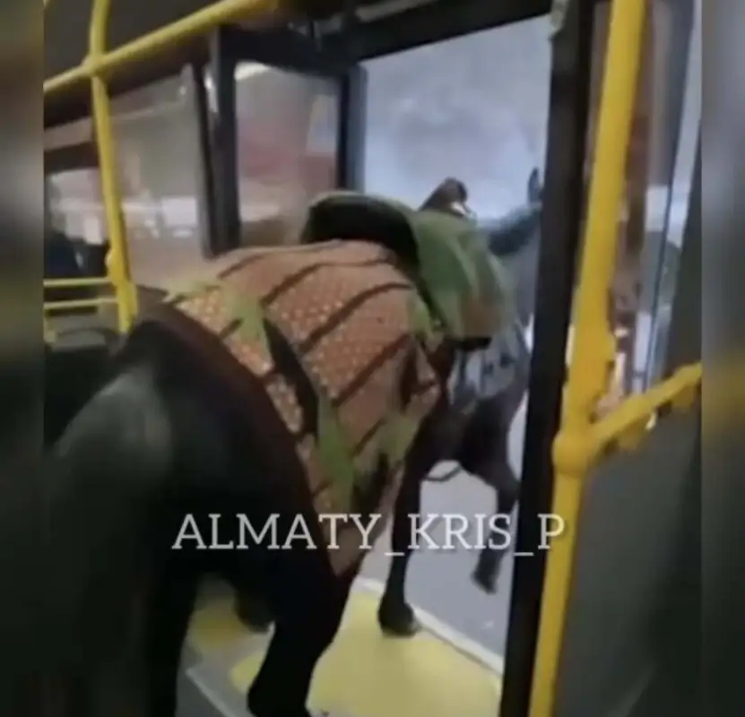 Мужчину, перевозившего лошадь в автобусе, оштрафовали в Алматы