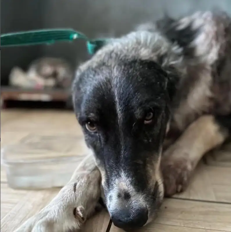 В Костанае отравлены 20 собак из приюта, животные умирали мучительно – зооволонтеры