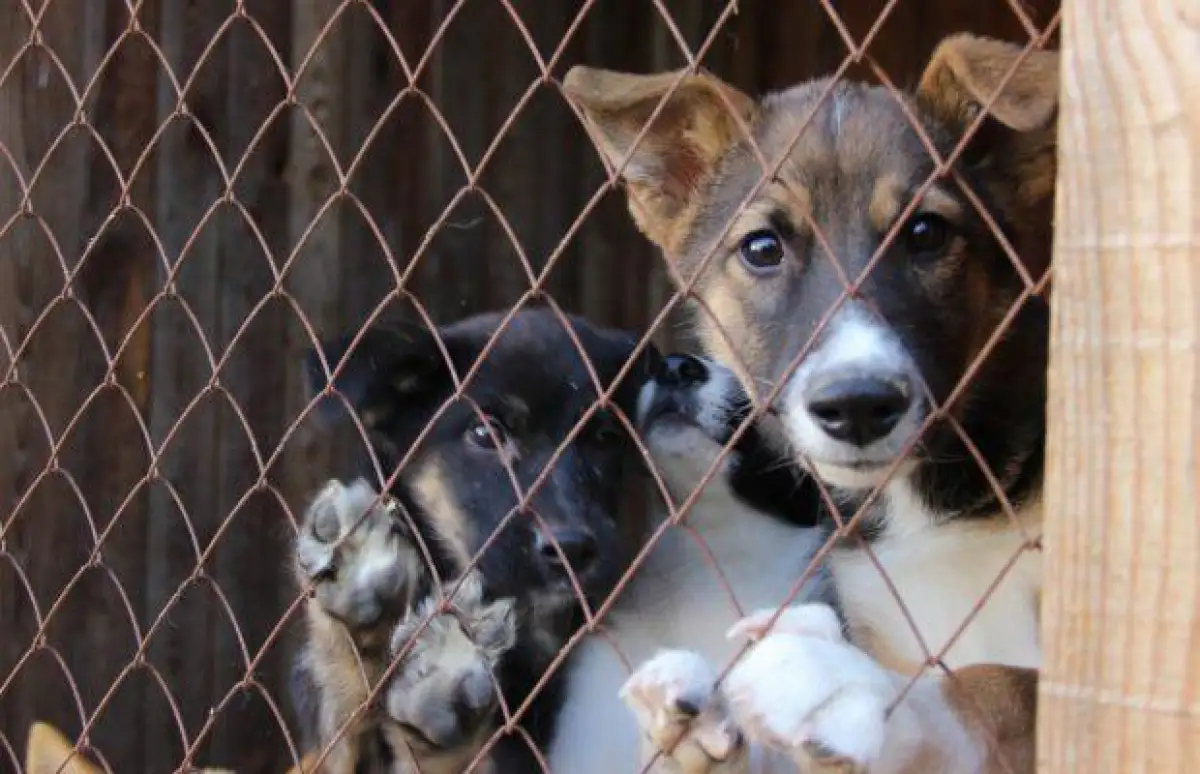 «Дайте нам время». Мнение спикера Сената о законопроекте с нормой эвтаназии бесхозных животных