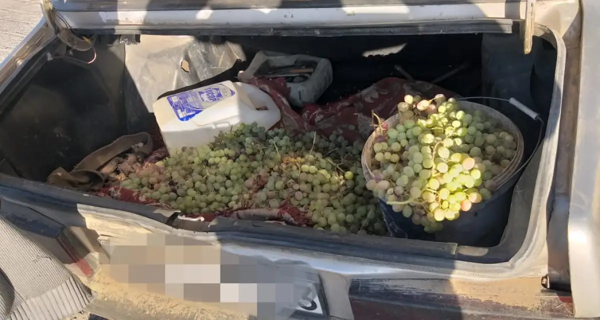 Житель Сайрама украл 50 кг винограда на глазах владельца сада