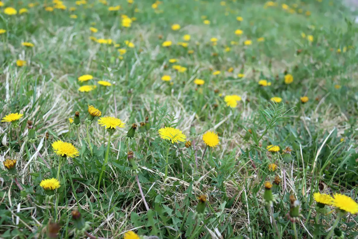 В Казахстане ожидается жара до +42