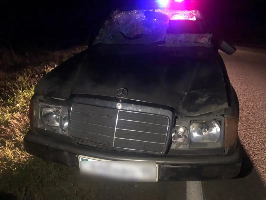В Кызылжаре «Мерседес» наехал на жеребенка, все уцелели, у авто вдребезги лобовое - фото