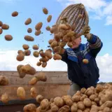 Хватит ли Казахстану собственного урожая картофеля