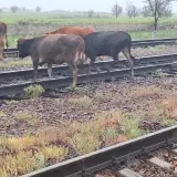 КТЖ предлагает ужесточить наказания за выпас скота вблизи железных дорог