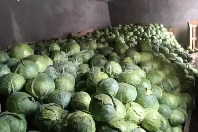 В Казахстане отменили запрет на экспорт капусты, лука и моркови