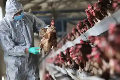 «Ситуация по птичьему гриппу стабилизировалась» - Мамин