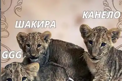 Львят в Шымкенте назвали в честь боксеров