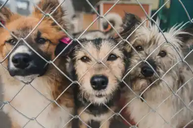 В Акмолинской области построят государственный приют для собак
