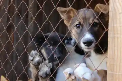 В Балхаше мальчик Ванечка копит деньги и ежемесячно отдаёт их в приют для собак