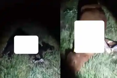 Житель Петропавловска на грузовике задавил насмерть телят - фото