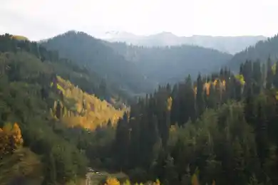 В Минэкологии РК назвали вырубку леса в Бутаковке необходимой