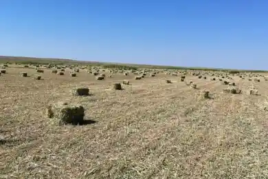 Грозит ли фермерам дефицит кормов – ответ акима Шукеева