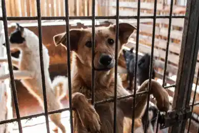 Сенат может вернуть в Мажилис законопроект с нормой об эвтаназии бродячих животных