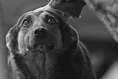 «Нецелесообразно»: могут ли в Казахстане ввести налог на содержание собак 