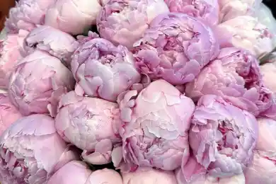 Для Джорджи Мелони в Астане подготовили красивый букет 