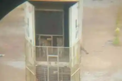 Тигров на штрафстоянке не оставят: что станет с хищниками в Нур-Султане