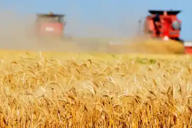 «Далеко вывозиться не будет»: в какие страны Казахстан экспортирует новый урожай зерна