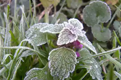 В Казахстан придут заморозки