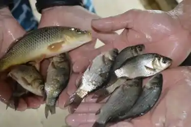 В Минэкологии, геологии и природных ресурсов образован новый Комитет