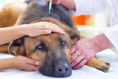 Депутат Жанбыршин предложил применять эвтаназию для бродячих животных