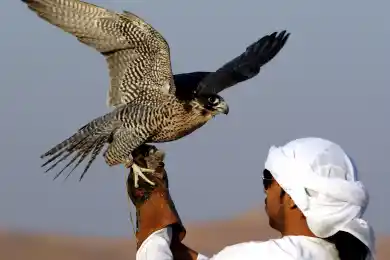 Четырем шейхам из ОАЭ и Катара разрешили поохотиться на 126 дроф-красоток в Казахстане 