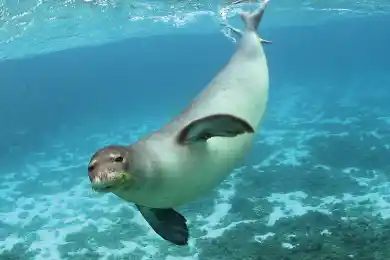 «Возможно, был выброс»: глава Минэкологии о причине гибели тюленей на Каспии