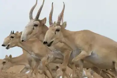 Когда в Казахстане разрешат любительскую охоту на сайгаков