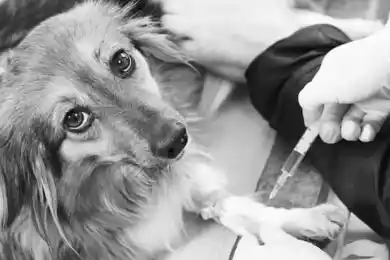 В Казахстане предлагают эвтаназию для невостребованных животных в приютах