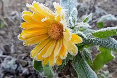 Заморозки в Казахстане прогнозировали на 10 сентября синоптики