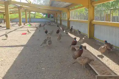 Близ Нур-Султана выращивают 2000 фазанов – фото