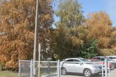 В Минэкологии обещают назвать причину пожелтения листьев в Усть-Каменогорске