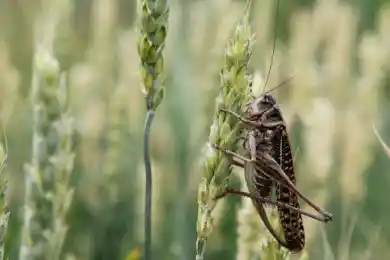 "Саранча считается в гектарах": глава МСХ рассказал о затратах и заявил об отсутствии ущерба 