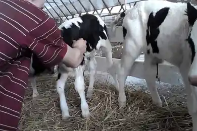 В Башкирии родился теленок с четырьмя глазами