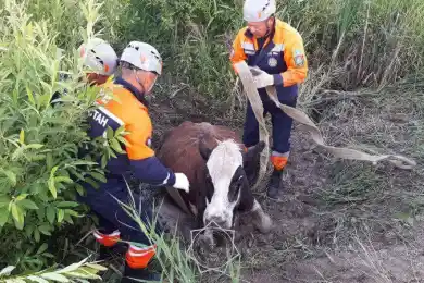 В селе Озерки спасатели вытащили из грязи корову