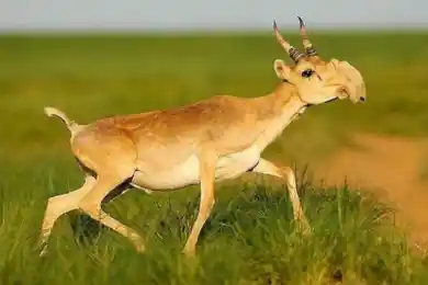 "Сайгаки не включены в Красную книгу" - министр Брекешев