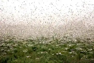 Правительство Казахстана дополнительно выделит 4 млрд тенге на борьбу с саранчой