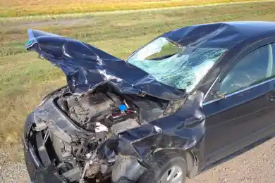 В СКО авто наехало на марала: животное погибло, водителя спасла «подушка»