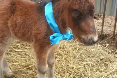 Впервые за 8 лет в Караганде пони родила детеныша
