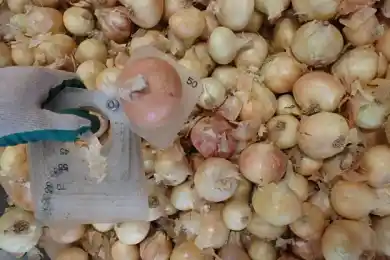 Жумангарин ответил, будет ли снят запрет на экспорт лука в Казахстане