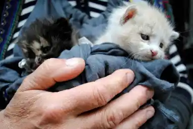 В Казахстане появятся общественные инспекторы по защите животных