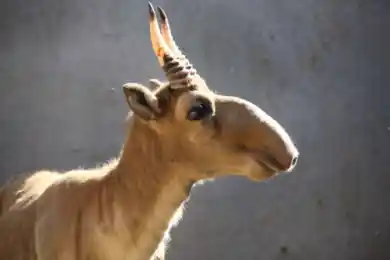 В Карагандинской области обнаружили туши мертвых сайгаков